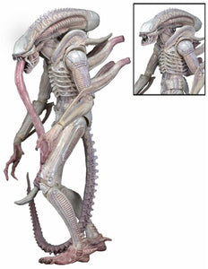 Aliens - 7" Scale Action Figure - Series 9 Xenomorph (Albino Drone)